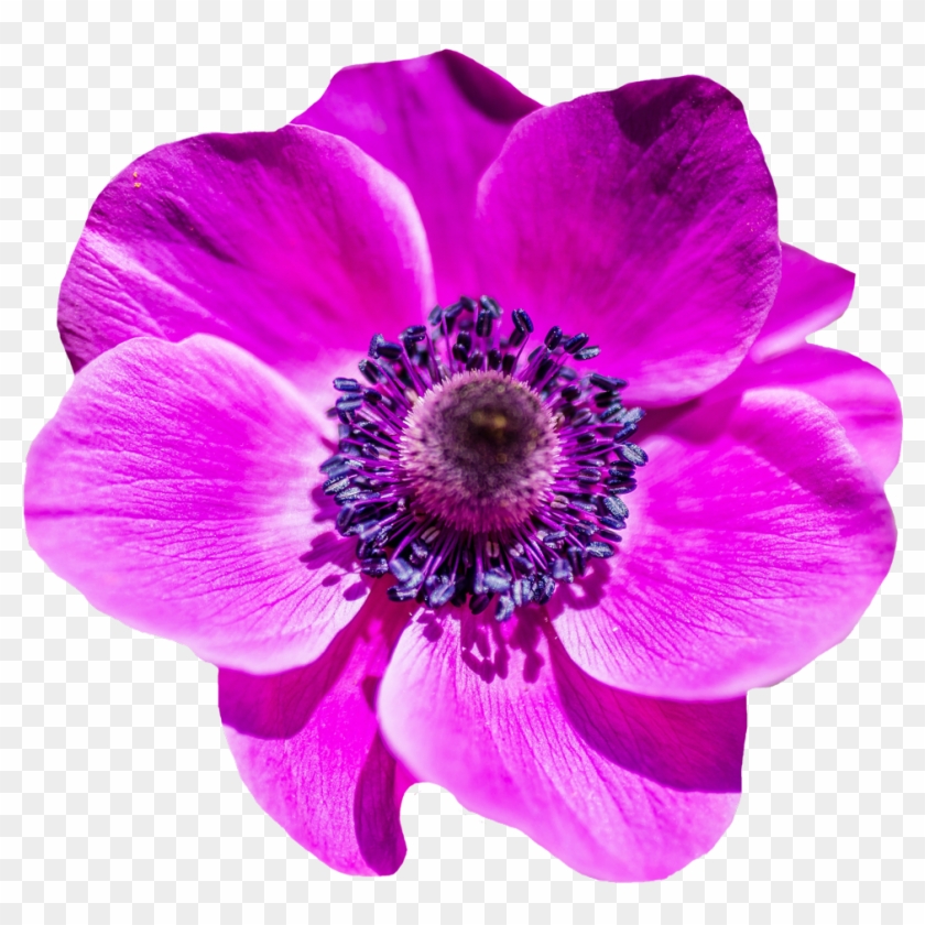 Flower - Purple Pink Flower Png Clipart