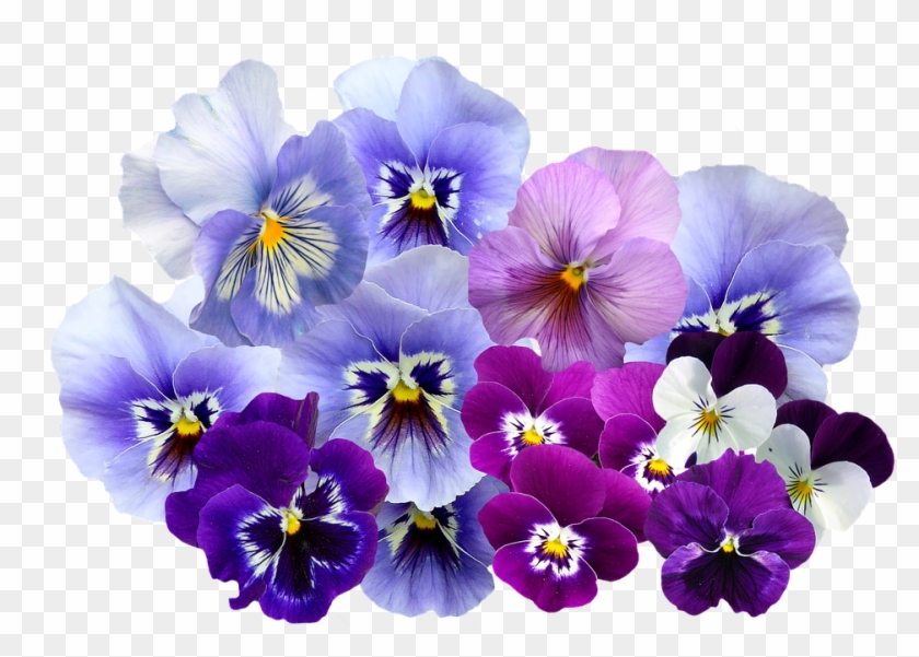 Violet Flower Png - Violets Transparent Clipart