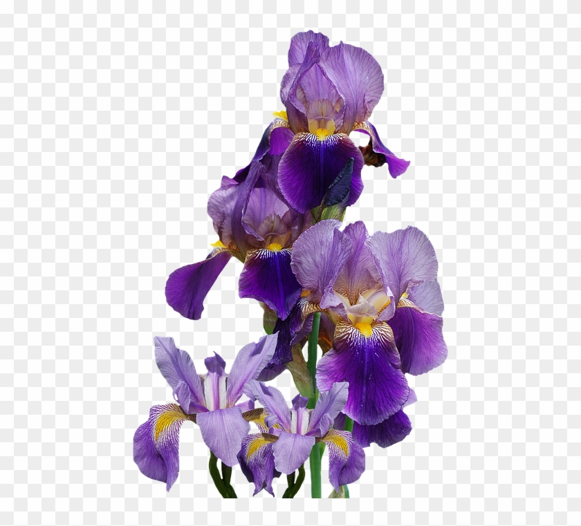 Iris, Flower, Nature, Isolated, Blue - Iris Flower Png Clipart #83526