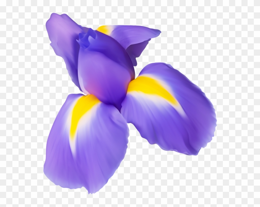 Flower Png Image Gallery Yopriceville High - Iris Flower Transparent Background Clipart #83995
