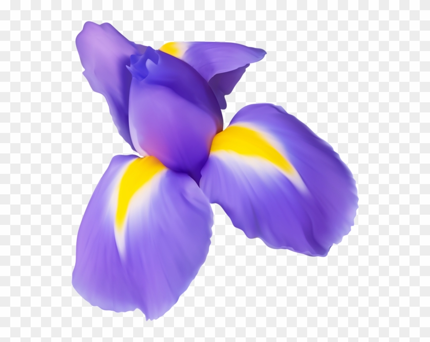 Flower Png Image Gallery Yopriceville High - Iris Flower Transparent Background Clipart