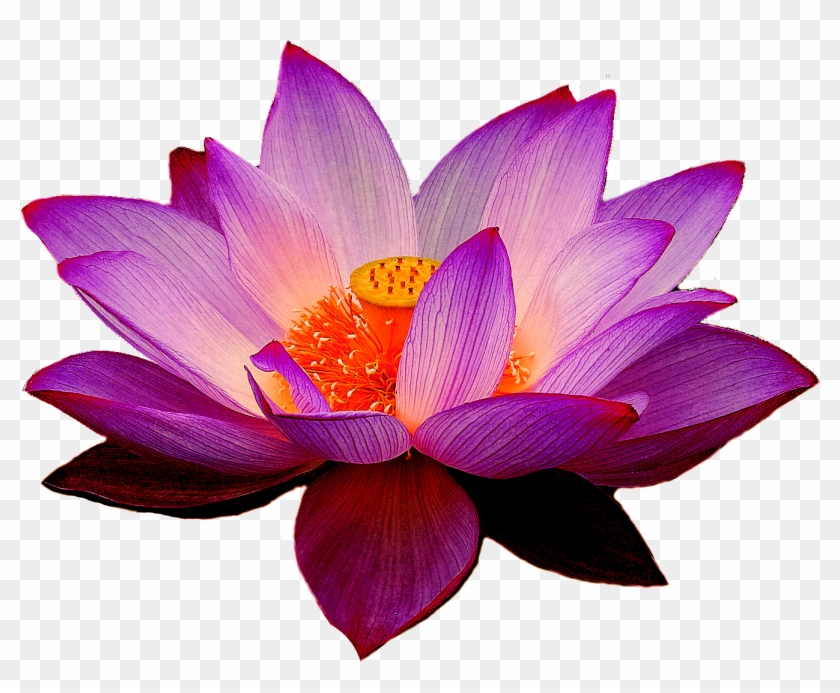Png Lotus Flower - Transparent Lotus Flower Png Clipart #84079