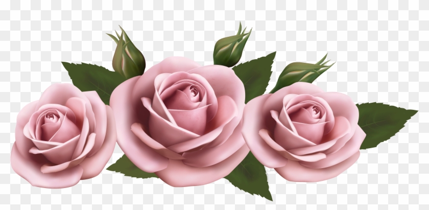 Transparent Background Pink Rose Png Clipart #84099