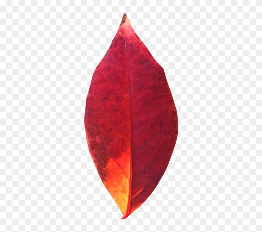 Autumn Leaf Png Transparent Image - Portable Network Graphics Clipart #84176