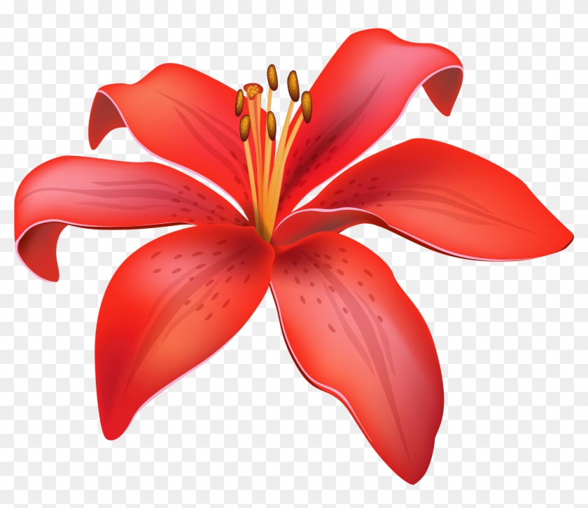Red Lily Flower Png Clipart - Lily Flower Clipart Png Transparent Png #84196