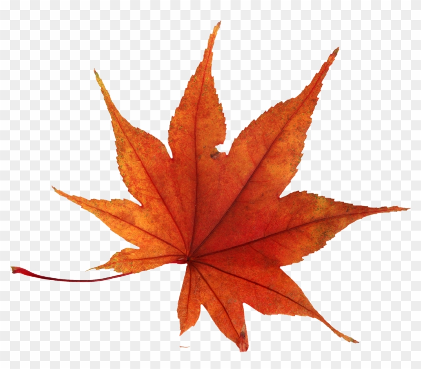 Autumn Png Leaf - Autumn Leaf Leaf Png Clipart #84268