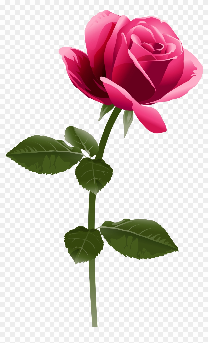 Pink Rose Png Clip Art Image - Pink Rose Rose Png Transparent Png #84299