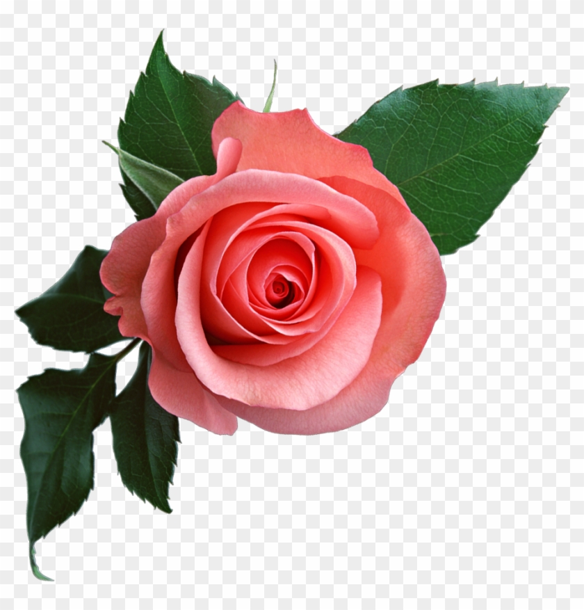 Transparent Background Pink Rose Png Clipart