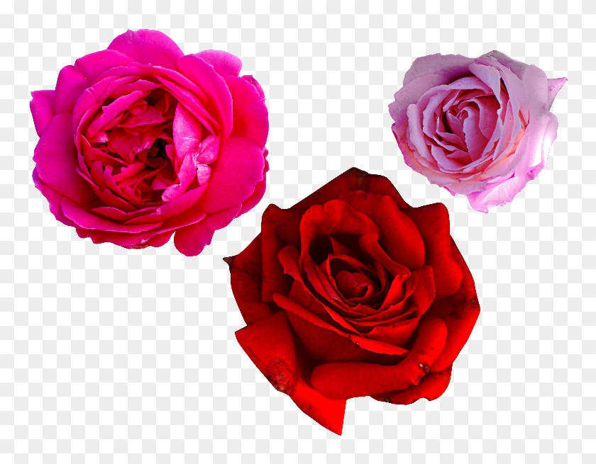 Pink Rose Png Free - Flowers Rose Png Clipart