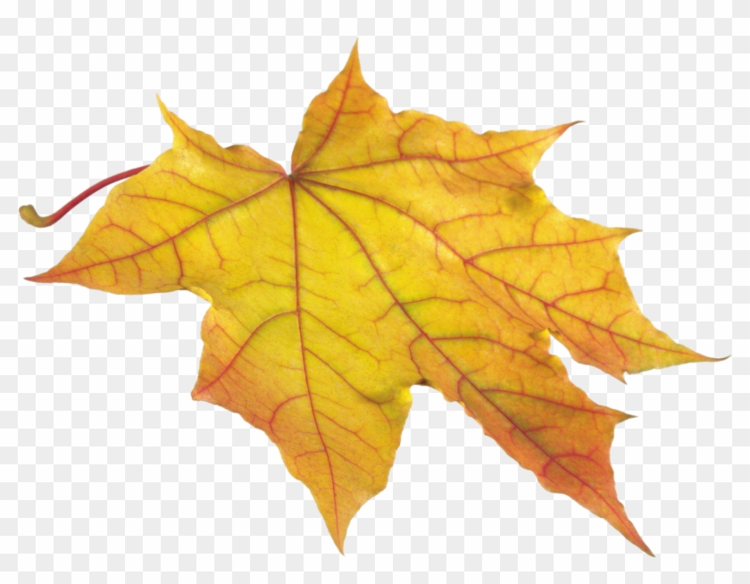 Yellow Autumn Png Leaf - Leaves Autumn Clipart