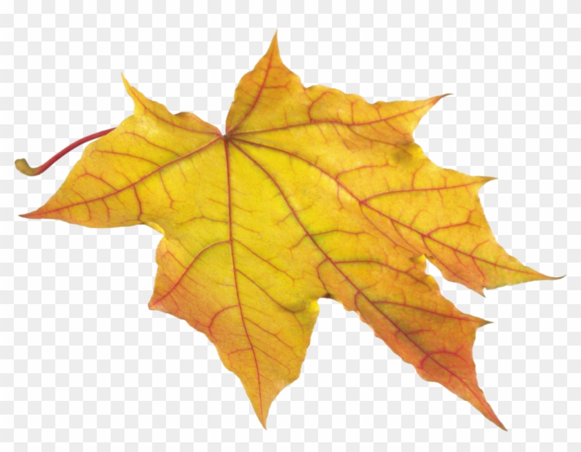 Yellow Autumn Png Leaf - Leaves Autumn Clipart #84454