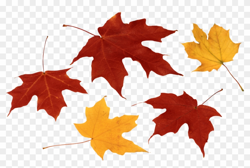 Autumn Leaves Png Clipart #84696
