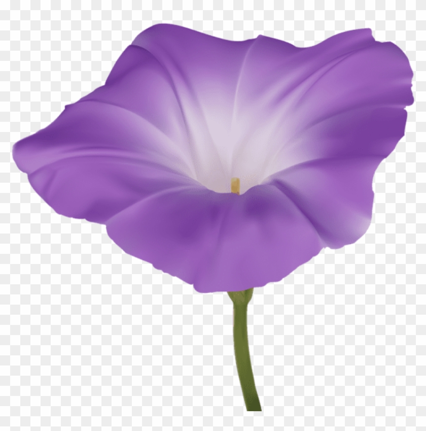 Free Png Download Purple Morning Glory Flower Png Images - Morning Glory Flower Png Clipart #84838