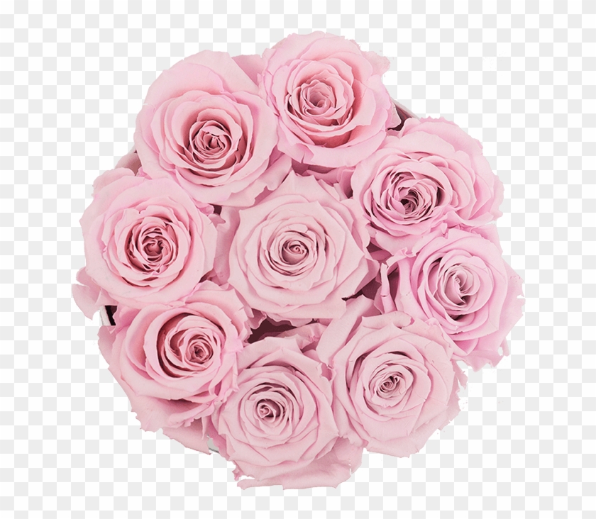 800 X 815 6 - Garden Roses Clipart #84862