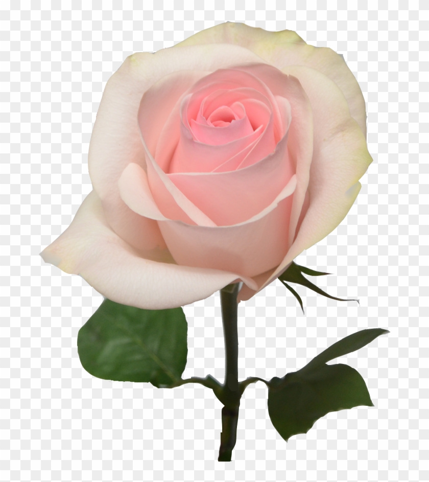 Pink Light Rose Flower Clipart #84974