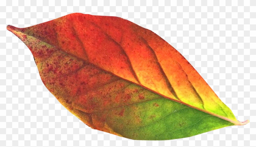 Transparent Fall Leaf Png Clipart #85016