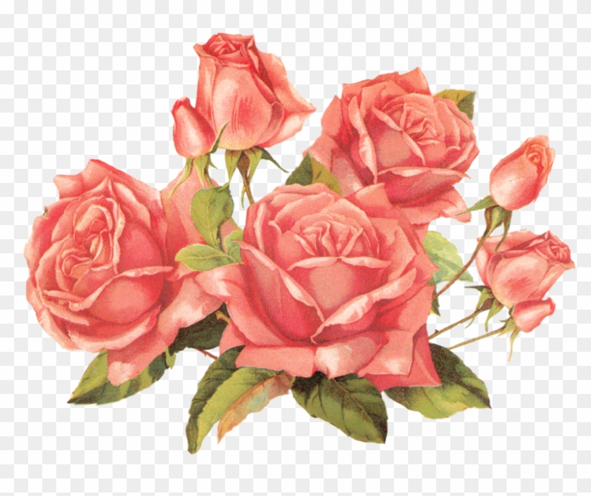 900 X 693 14 - Roses Png Clipart #85115