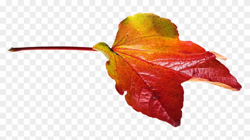 Autumn, Leaves, Leaf, Png, Transparent, Fall Color - Fall Leaves Transparent Clipart #85197