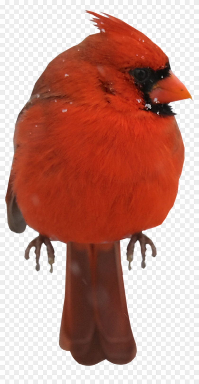 Cardinal Clipart Red Bird - Northern Cardinal - Png Download #85198