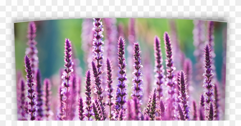 Oklahoma Perennial Flower Guide - Oklahoma Flowers Clipart