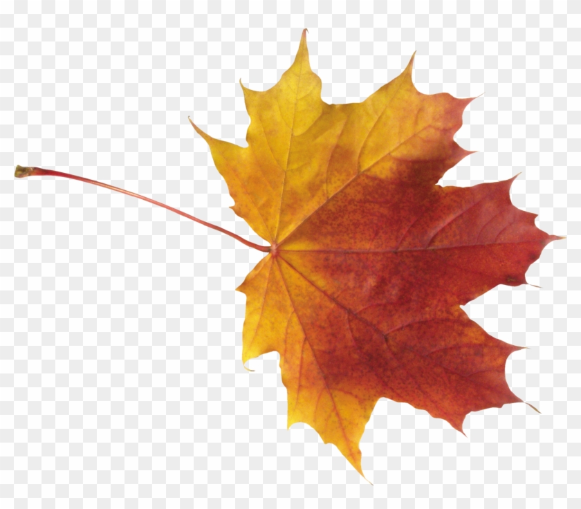 Autumn Leaves High Quality Png - Autumn Leaves Png Clipart #85349