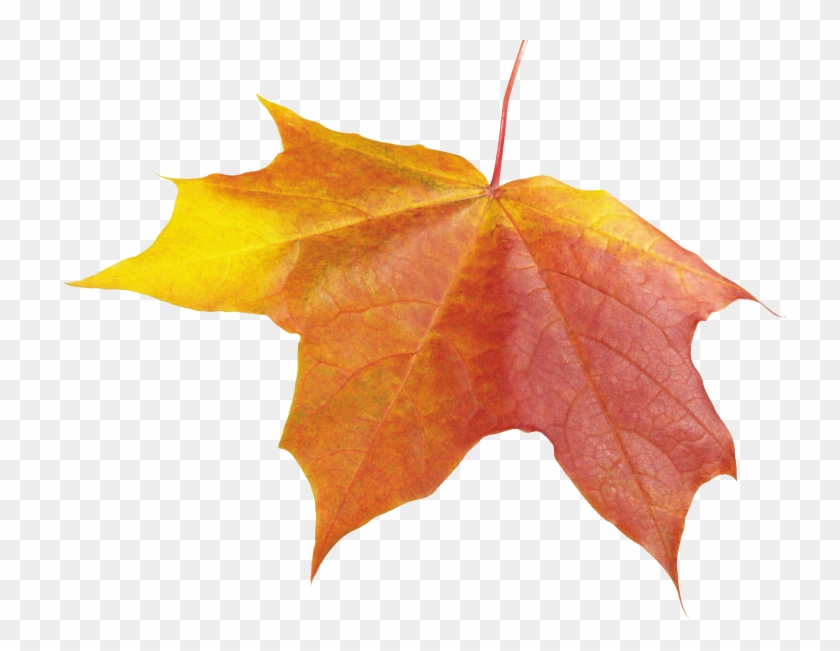Autumn Leaves One Clipart #85440