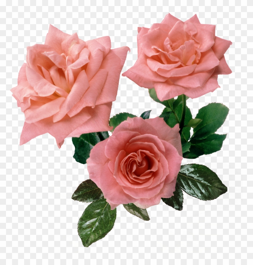 Pink Rose Png, Pink Roses, Decoupage, Magnolia, Good - Colorful Clock Without Hands Clipart #85620