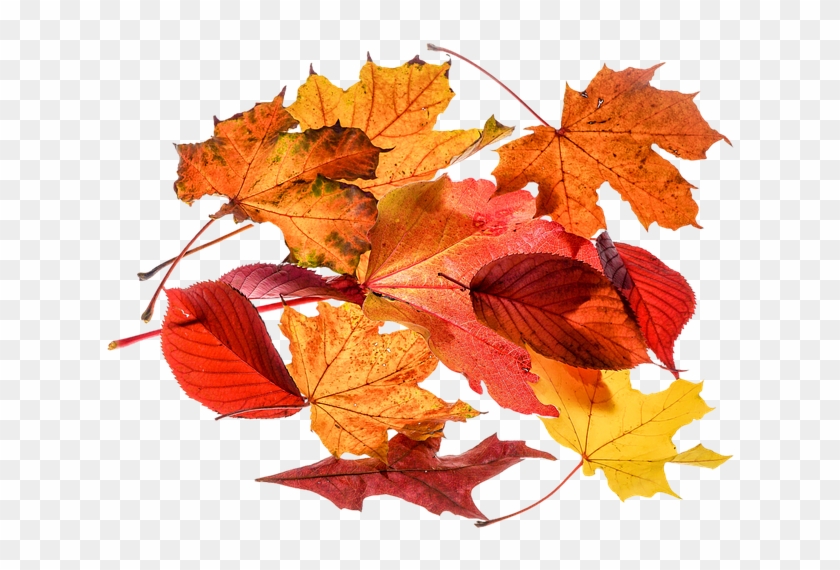 Autumn, Leaves, Leaf, Png, Transparent, Fall Color - Herbstblätter Png Clipart #85663