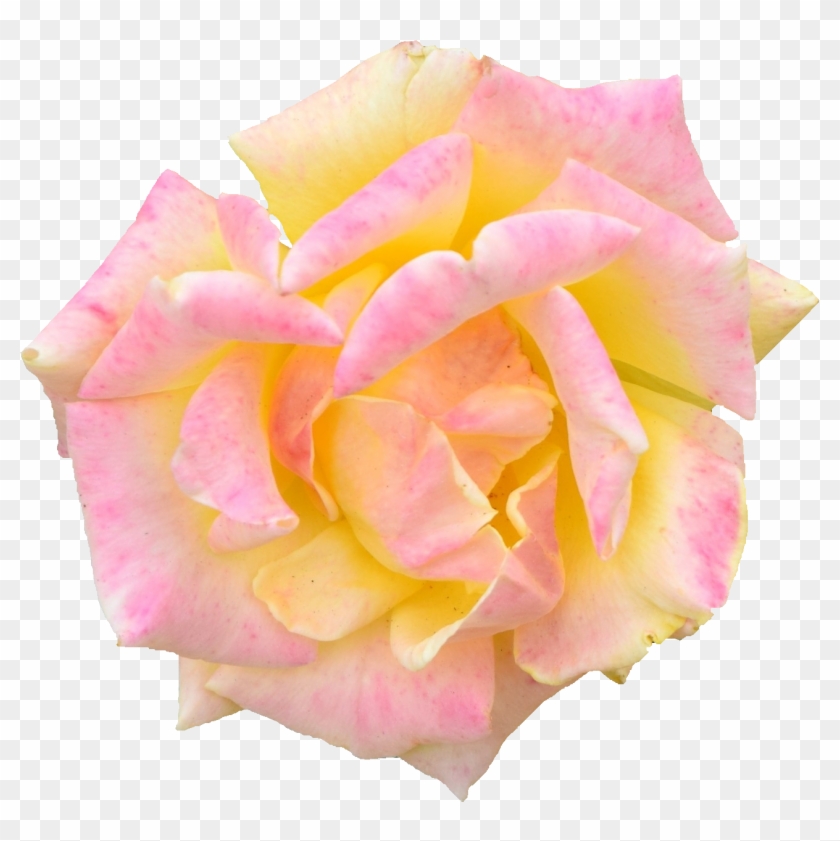 Png File Size - Hybrid Tea Rose Clipart