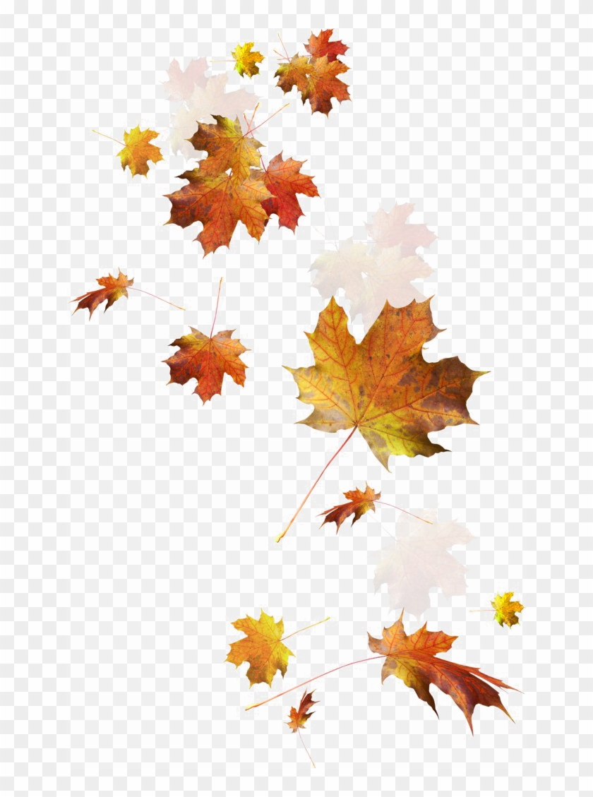 Falling Autumn Leaves Png Image - Transparent Autumn Leaves Png Clipart #85965