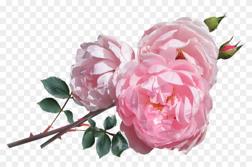 Not Just Any Rose, Though, But “classic Blush Pink - David Austin Roses Png Clipart
