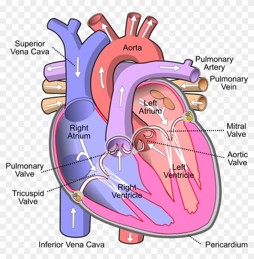Open - Human Heart Clipart #86248