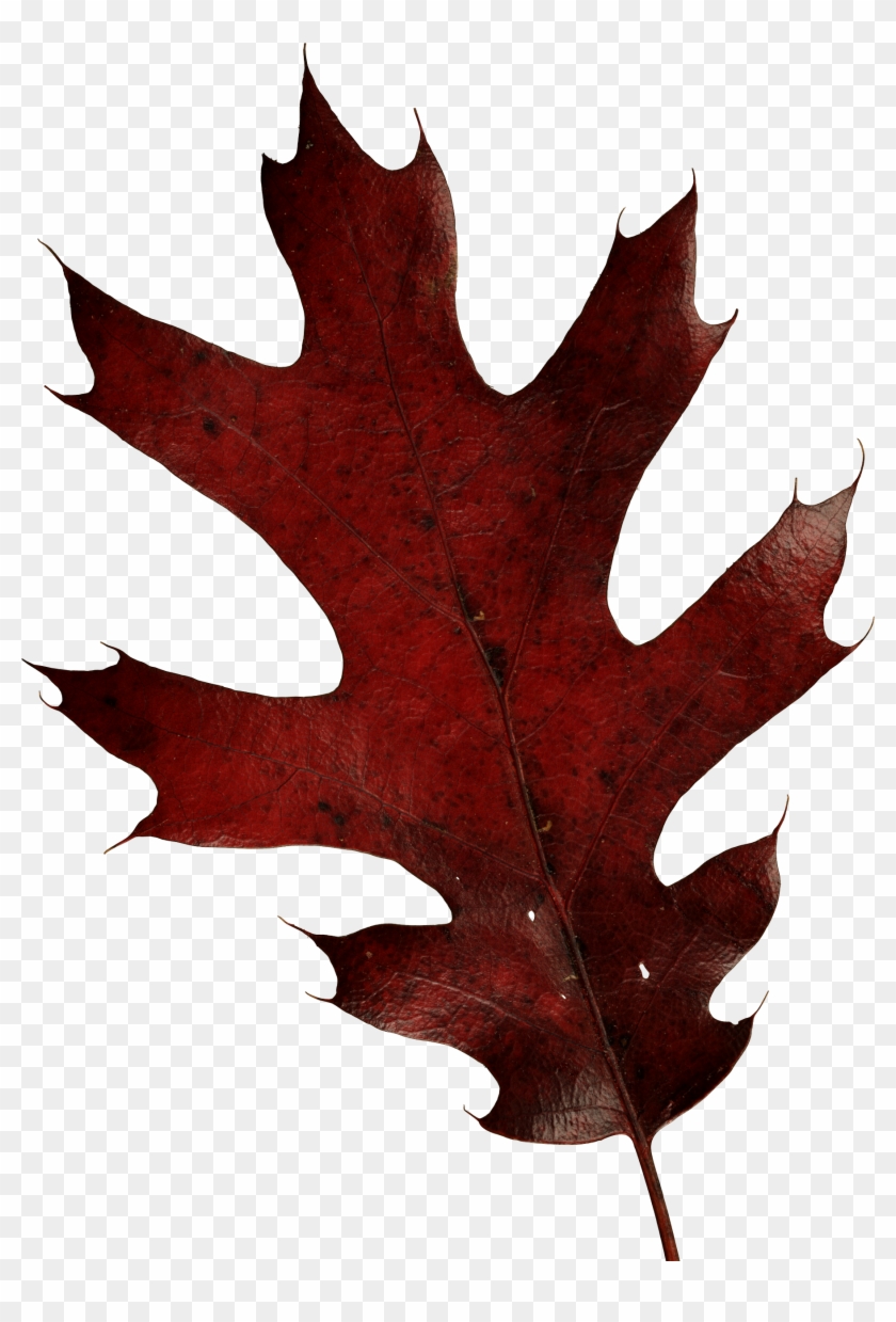 Autumn Leaves Png Image - Oak Leaf Transparent Png Clipart