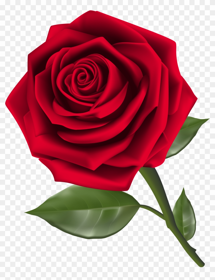 Beautiful Red Rose Png Clipart Best Web Clipart Transparent Png