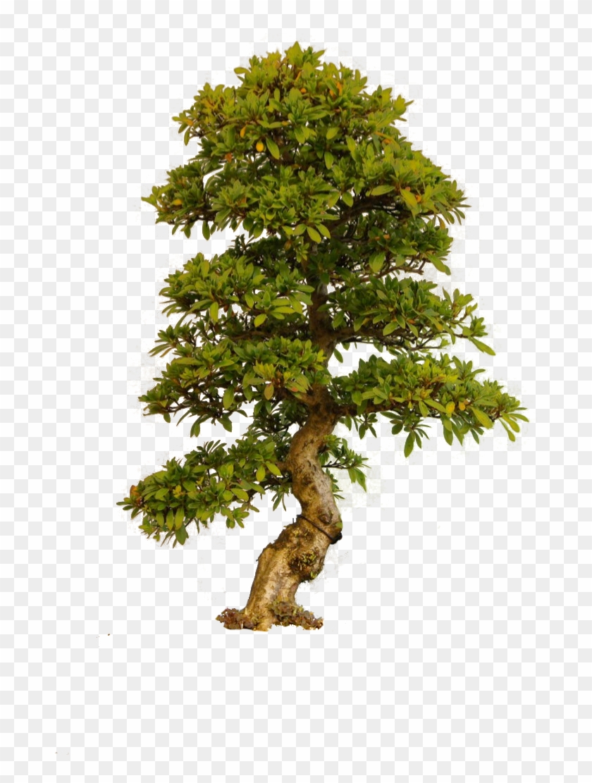 Tree Of Life - Old Tree Png Clipart #86483