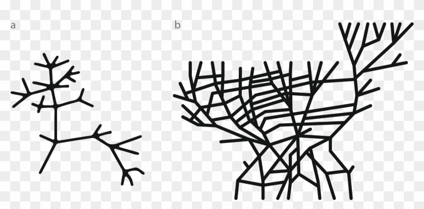 Darwin's First Sketch Of The Tree Of Life, 1837 B - Arbol De La Vida Darwin Clipart