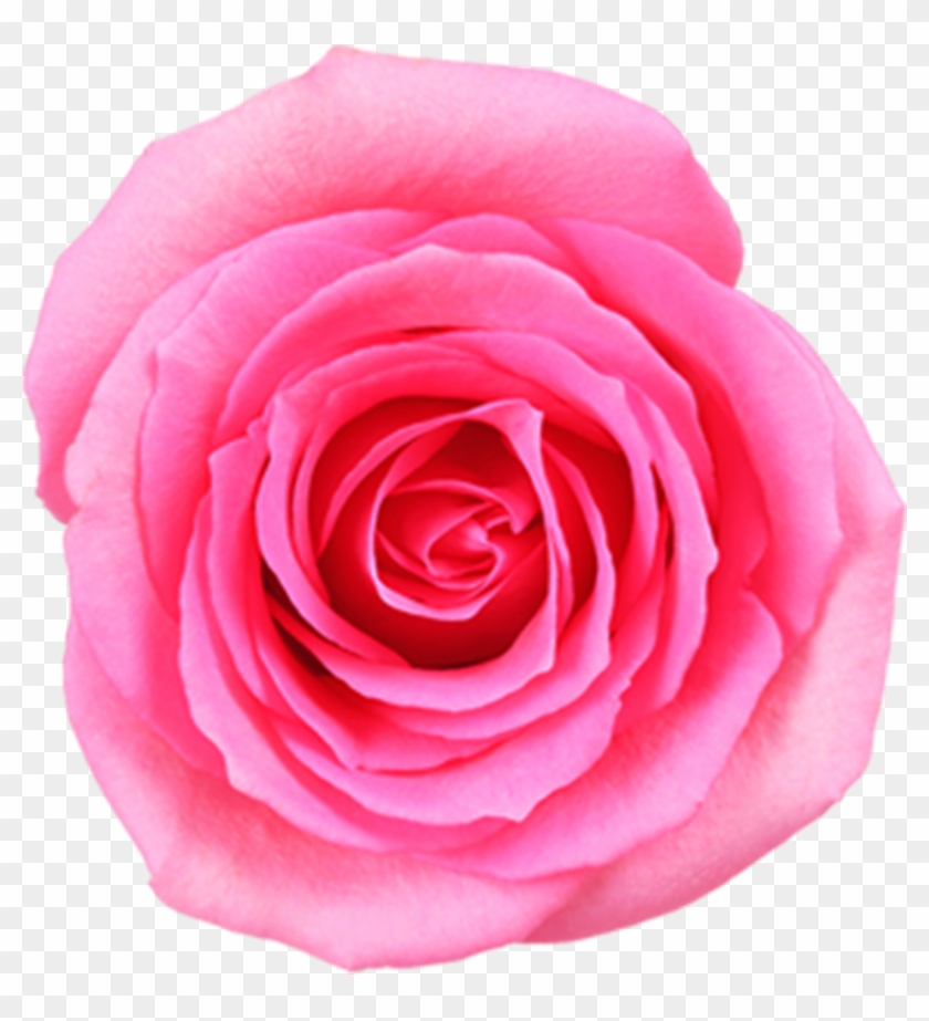 Download - Garden Roses Clipart #86571