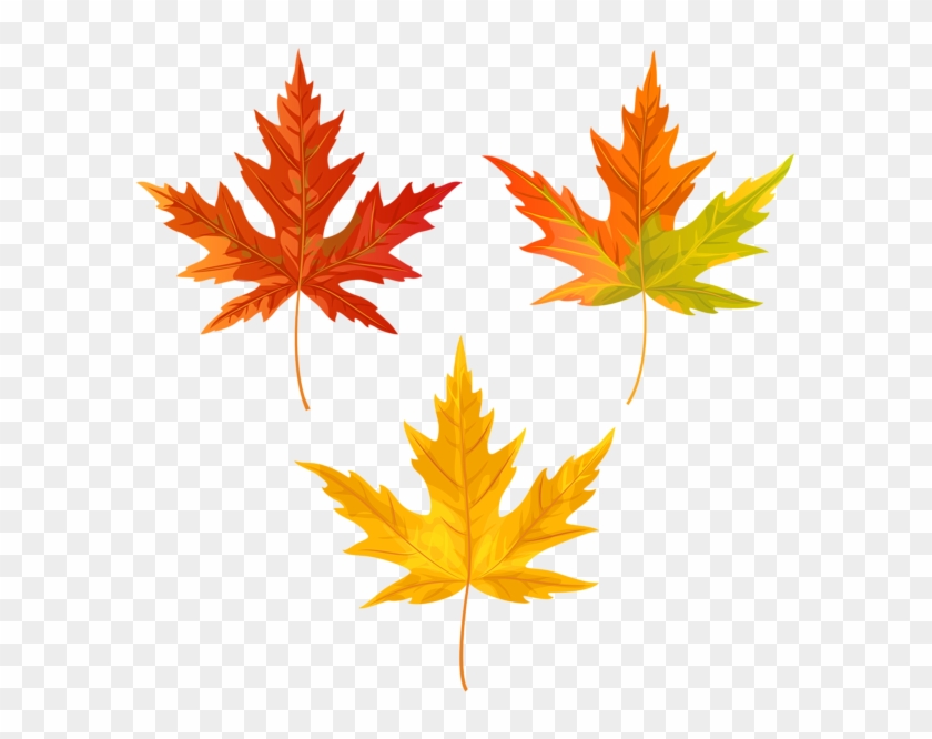 0, - Maple Leaf Clipart #86615