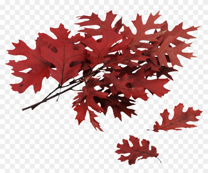 Red Oak Tree North Carolina Clipart