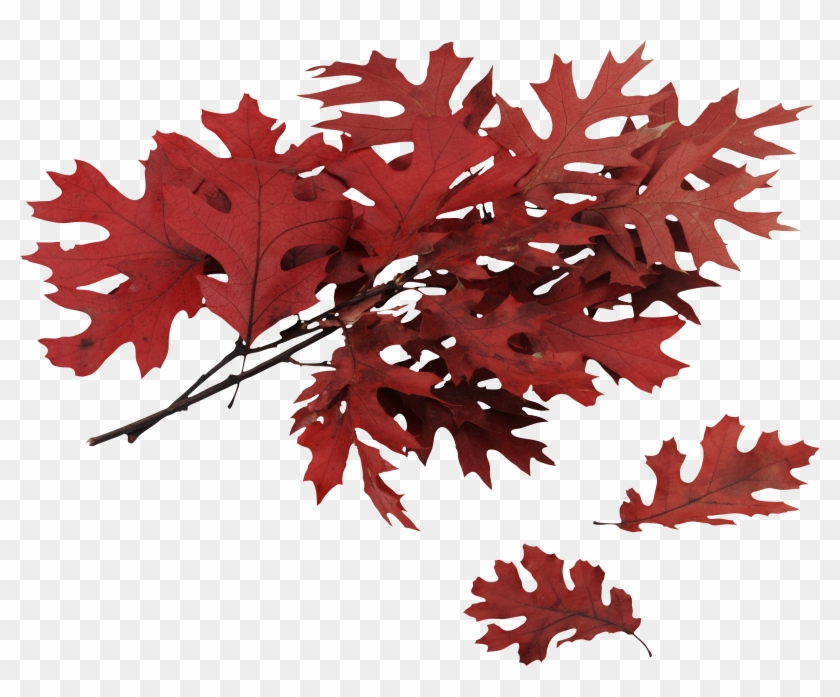 Red Oak Tree North Carolina Clipart #86639