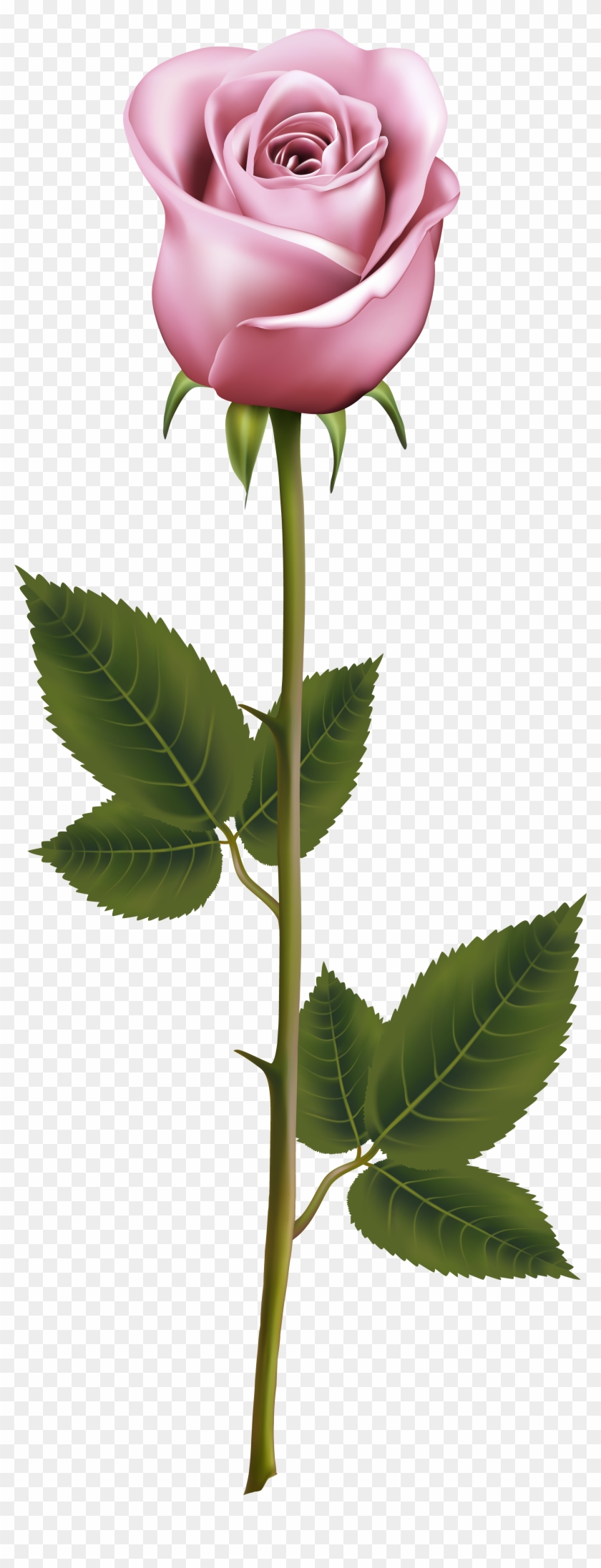 Pink Rose Clipart Blue - Png Download #86720