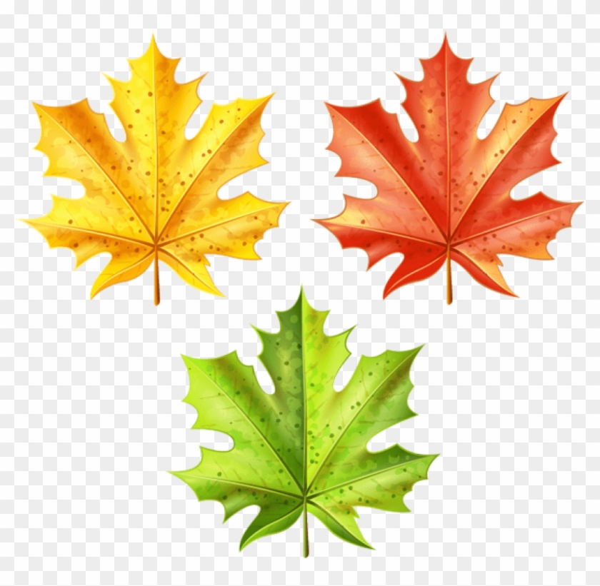 Free Png Set Of Autumn Leaves Png Images Transparent - Maple Leaf Clipart