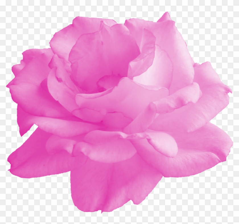 Png File Size - Floribunda Clipart #86788