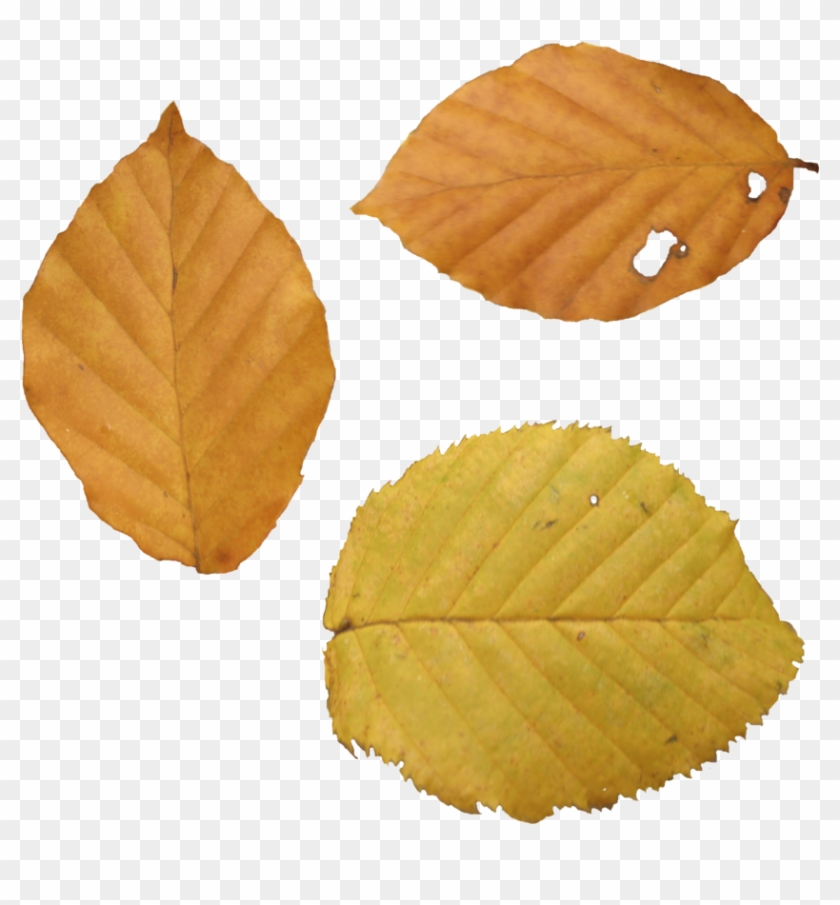 Dead Leaves Png - Yellow Leaves In Autumn Png Clipart #86806