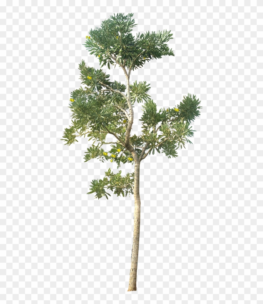 20 Tree Png Images For Architecture, Landscape, Interior - Tree Png Clipart #86917