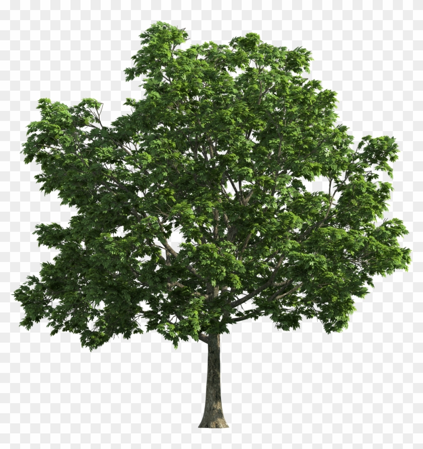 Oak Tree Transparent Background Clipart
