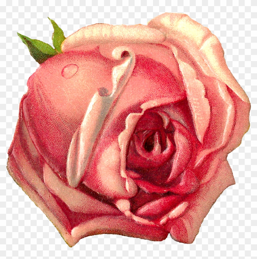 Rose Graphic Cliparts - Pink Rose Scrap Book - Png Download