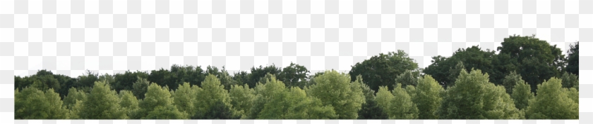 Forest Tree Png Clipart #87090