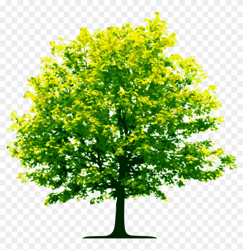 Tree - Transparent Background Tree Png Clipart