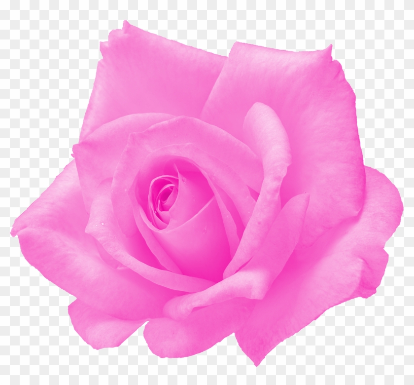 Free Download - Floribunda Clipart